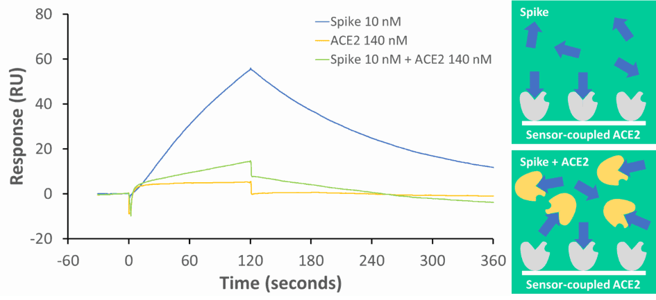 COVID-19 Decoy: ACE2 in Solution “Decoys” Spike Protein, Inhibiting Binding to Surface Bound ACE2