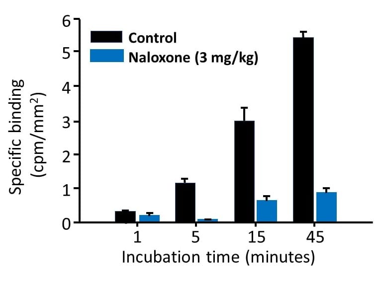 Receptor-Occupancy-Graphic-2.1 Receptor occupancy chart