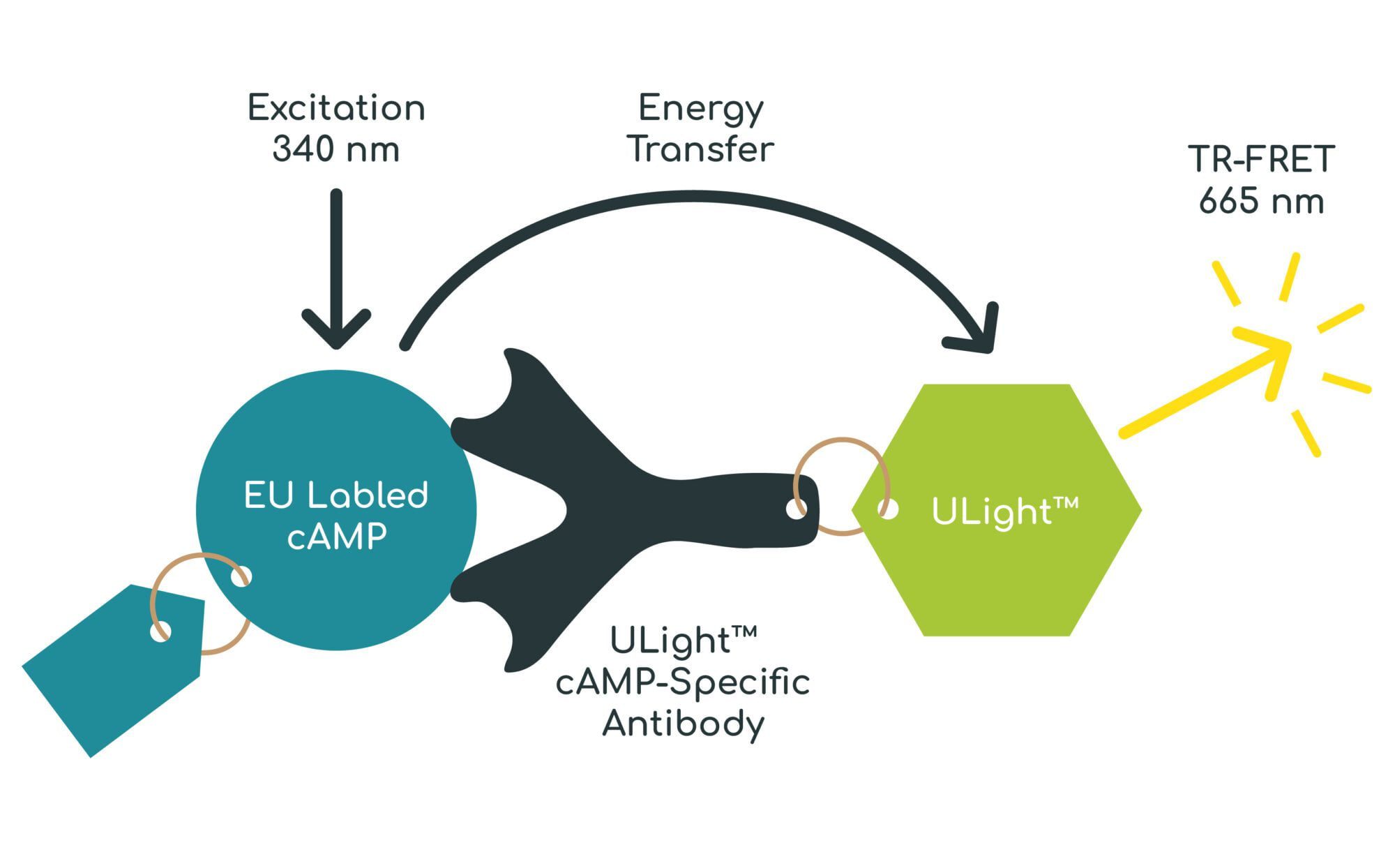 Gifford Assays Vector-01 cAMP assay graphic