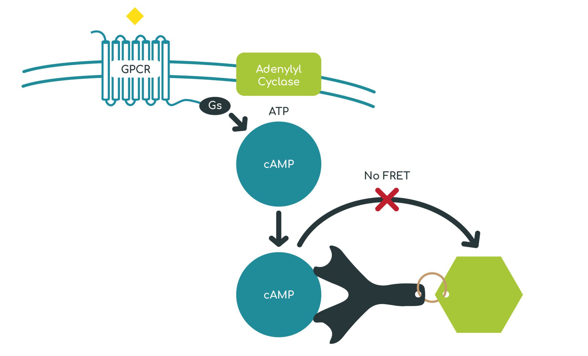 Gifford Assays Vector-02 cAMP assay graphic