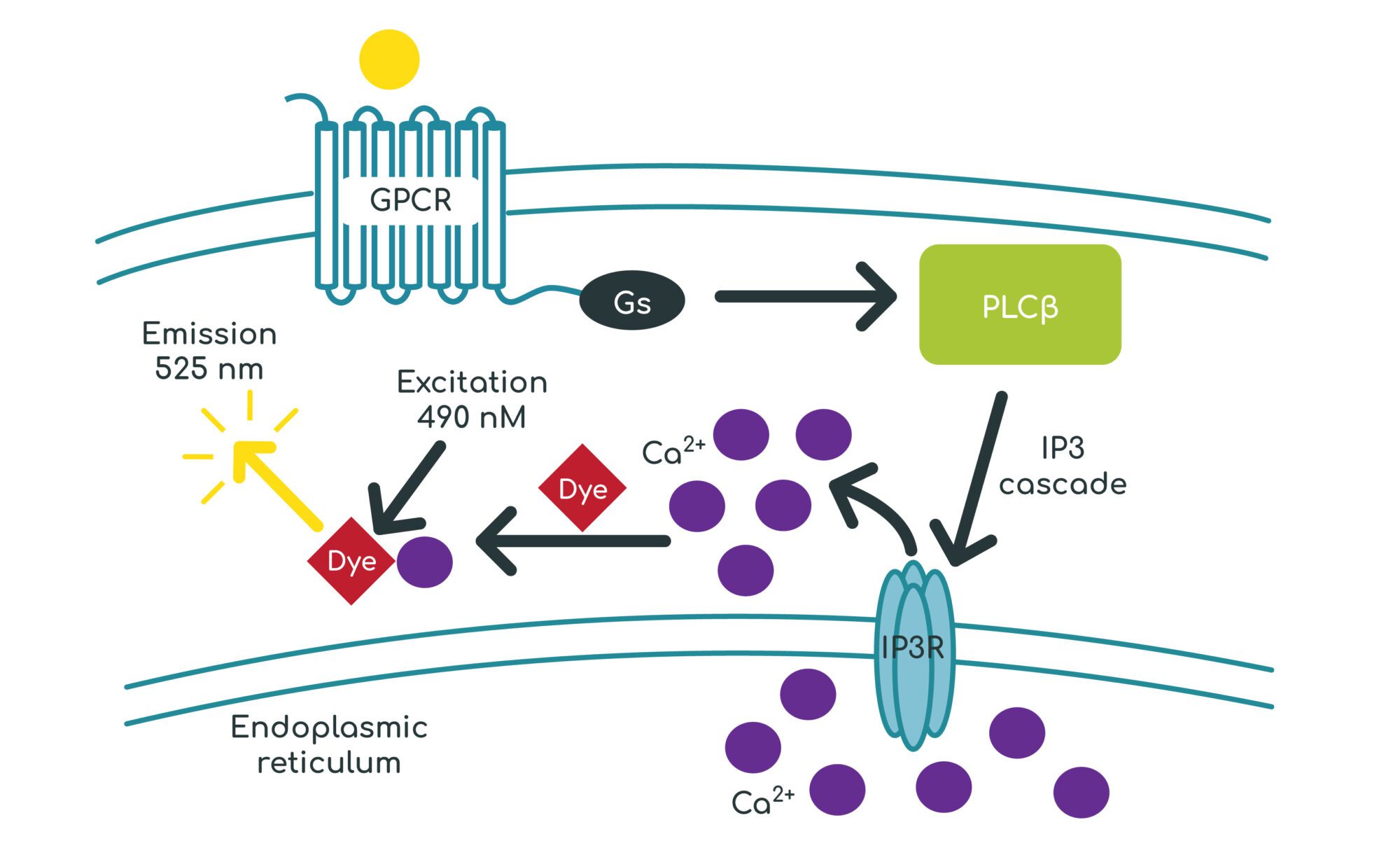 Stimulation of cAMP 2 GPCR assay graphic