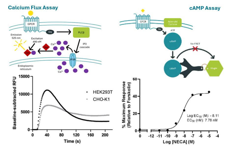 Functional ligand binding image Graphic showing calcium flux assay