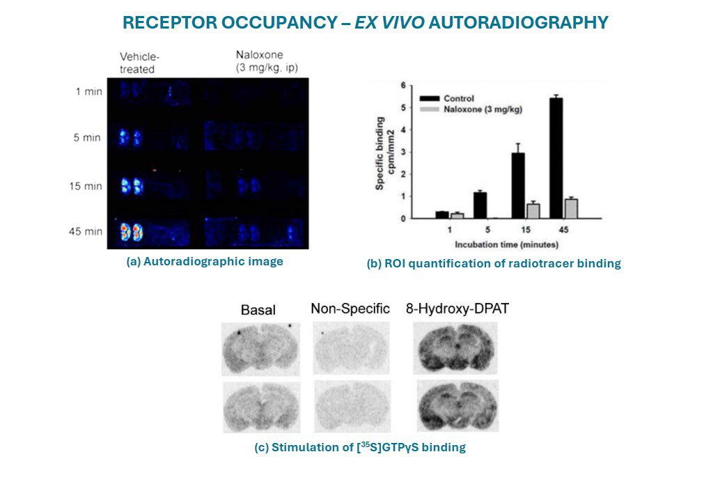 Receptor-occupancy-autorad-ligand-binding-image Graphic showing autoradiography