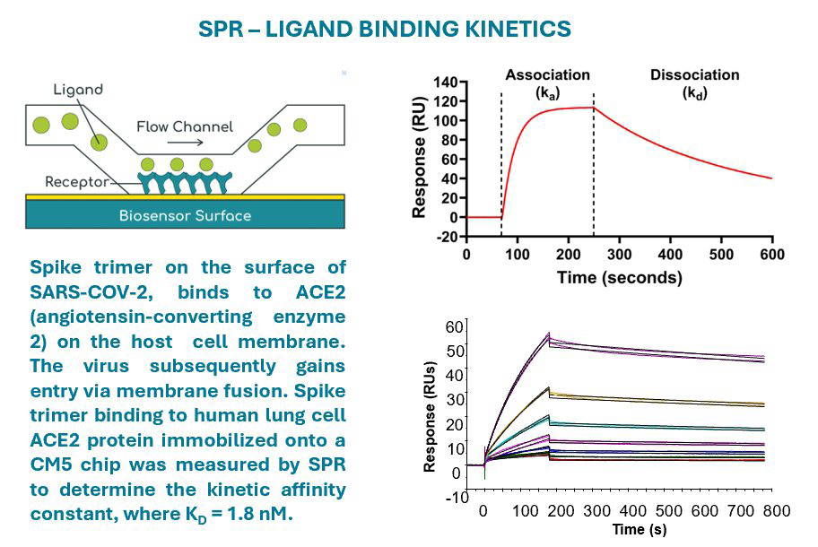 SPR ligand binding image Graphic showing SPR