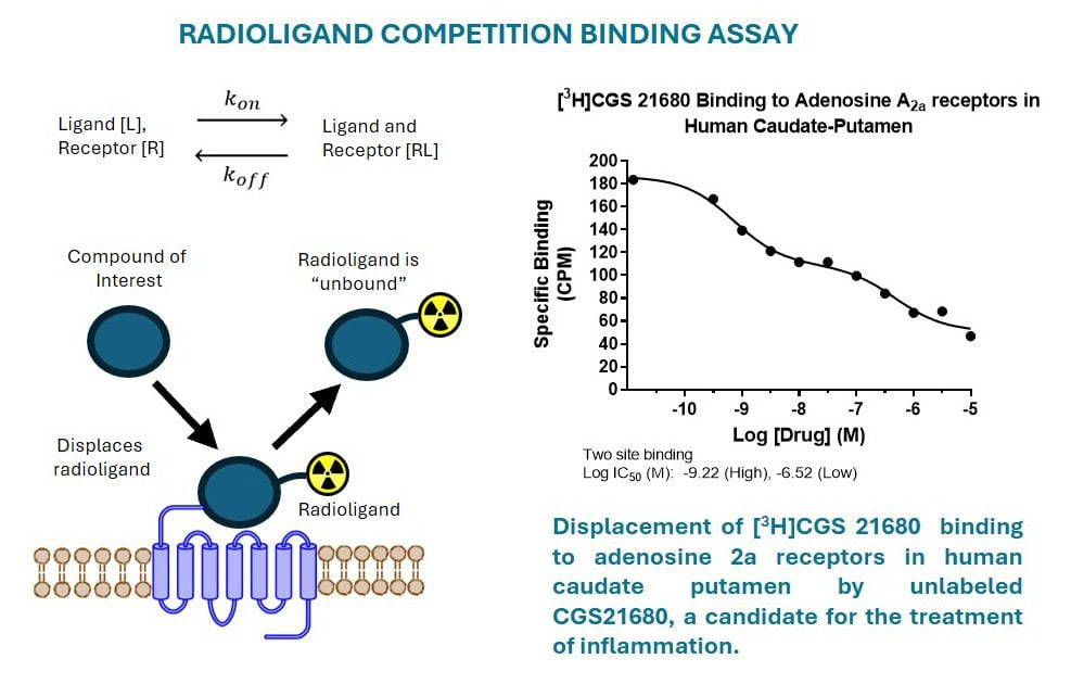 competition-ligand-binding-assay-image Graphic demonstrating competition radioligand binding assay