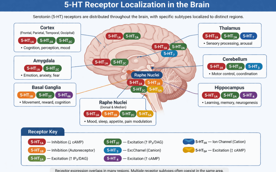 Serotonin (5-HT) Receptors: Classification, Signalling, Disease Roles. How to Characterise Them with Radioligand Binding and Functional Assays