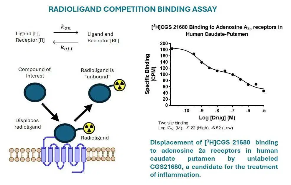 Radioligand Binding vs SPR: Choosing the Right Binding Assay for Drug Discovery