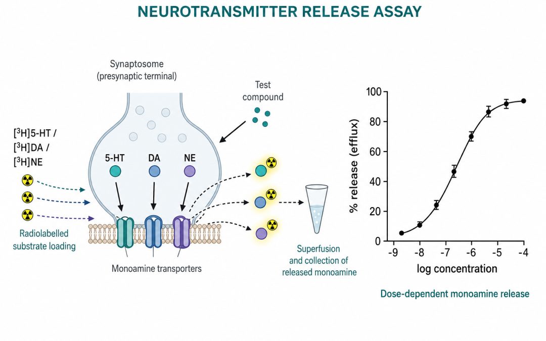 Neurotransmitter Release Assays: A Pharmacological Window into Neuropsychiatric Drug Mechanisms
