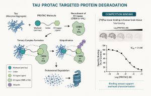 Diagrammatic image showing Tau Protax targeted protein degredation